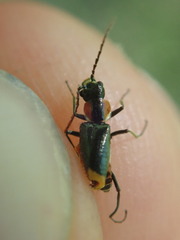 Axinotarsus pulicarius