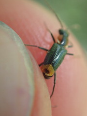 Axinotarsus pulicarius