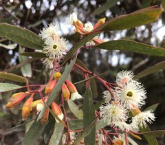 Eucalyptus calycogona