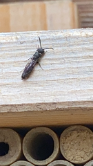 Sapygina decemguttata