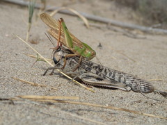 Locusta migratoria migratoria