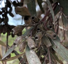 Eucalyptus calycogona