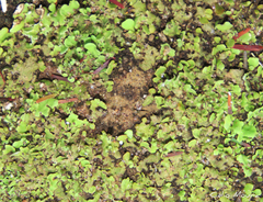 Cladonia pityrophylla