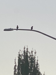 Corvus brachyrhynchos