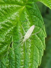 Megaloceroea recticornis