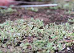 Cladonia pityrophylla