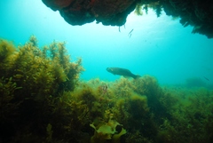 Olisthops cyanomelas