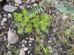 Artemisia commutata