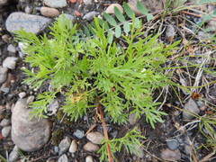 Artemisia commutata