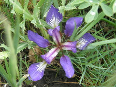 Iris pontica