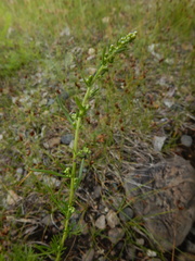 Artemisia commutata