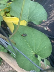 Pseudomops septentrionalis