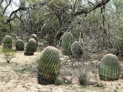 Ferocactus wislizeni
