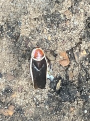 Pseudomops septentrionalis