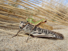 Locusta migratoria migratoria