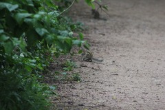 Funambulus pennantii