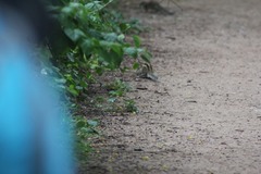 Funambulus pennantii