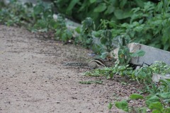 Funambulus pennantii