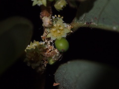 Bridelia tomentosa