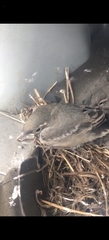 Motacilla alba personata