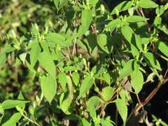 Blainvillea gayana