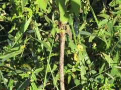 Blainvillea gayana