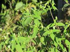 Blainvillea gayana