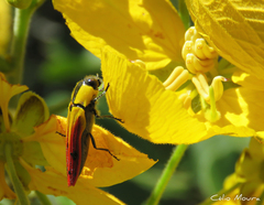 Hiperantha menetriesii