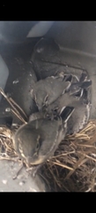 Motacilla alba personata