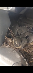 Motacilla alba personata