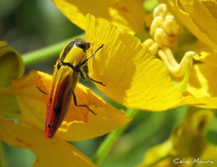 Hiperantha menetriesii