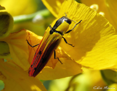 Hiperantha menetriesii