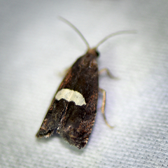 Epiblema gibsoni
