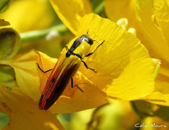 Hiperantha menetriesii