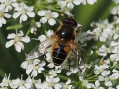 Eristalis jugorum