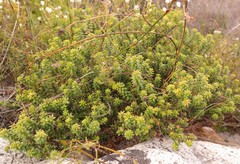 Agathosma ciliaris