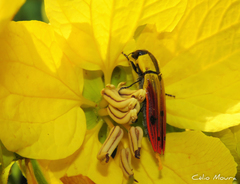 Hiperantha menetriesii