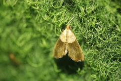 Agrotera nemoralis