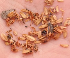 Agathosma ciliaris