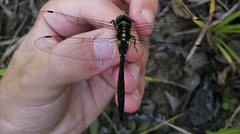 Somatochlora graeseri