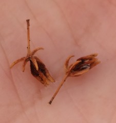 Agathosma ciliaris