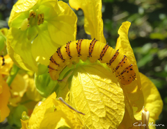 Phoebis philea philea