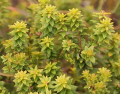 Agathosma ciliaris