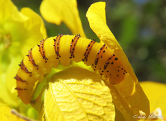 Phoebis philea philea