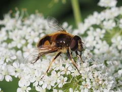 Eristalis jugorum