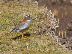 Phegornis mitchellii