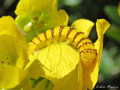 Phoebis philea philea