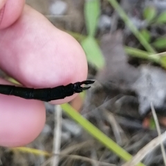 Somatochlora graeseri