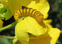 Phoebis philea philea