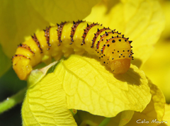 Phoebis philea philea